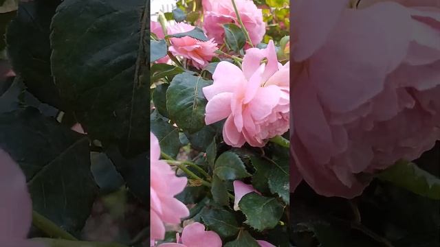 Моя роза Прикс Пж Редут. Второе цветение 20.08.22 г смотреть онлайн