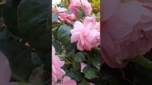 Моя роза Прикс Пж Редут. Второе цветение 20.08.22 г