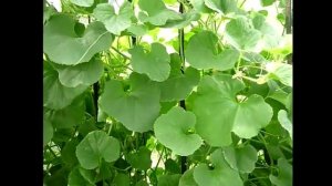 ДЫНИ В ТЕПЛИЦЕ. Сорт дыни Ананасная, Колхозница, Алтайская, Медовая.  Выращивание дынь в теплице.