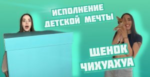 СТОИТ ЛИ ЗАВОДИТЬ СОБАКУ?  / Первая встреча / РЕАКЦИЯ на СОБАКУ