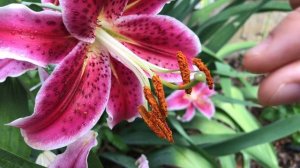 Stargazer Lily (Lilium Orientalis) in Full Bloom