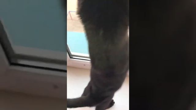 Шотландский вислоухий черный котенок в детстве смотреть онлайн