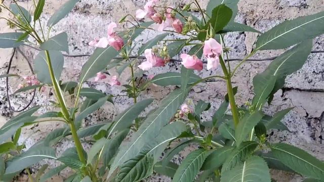 Полёт шмеля. Звуки природы. смотреть онлайн