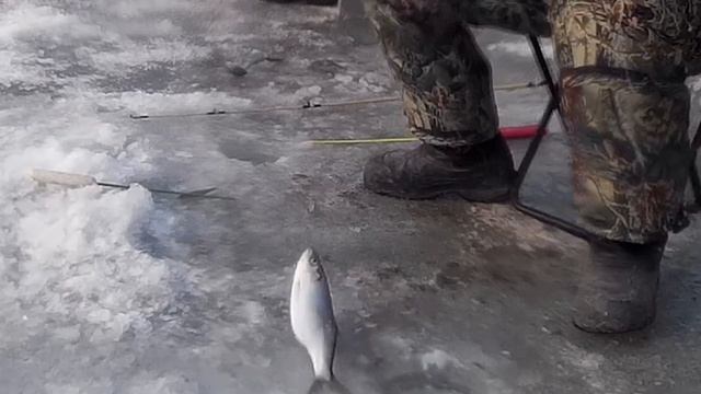 Рыбалка на Самодур Ловля Селёдки на Бороду. Устья Реки Суйфун Тавричанка Приморье. смотреть онлайн