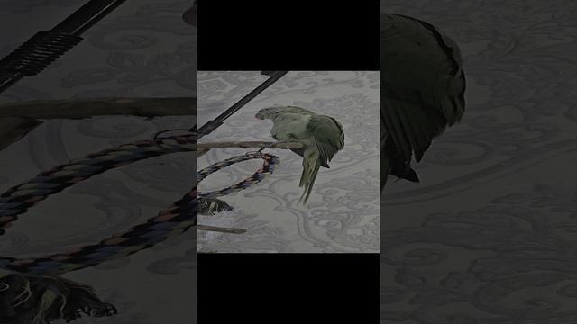 александрийский попугай гриша пролетарский