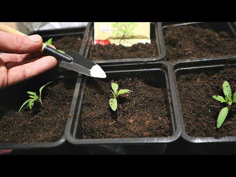 Как правильно пикировать рассаду чтобы прижилась быстро? Секрет при пикировке томатов и перца. смотреть онлайн