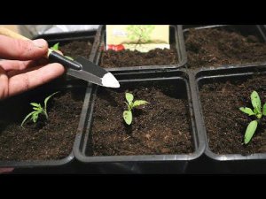 Как правильно пикировать рассаду чтобы прижилась быстро? Секрет при пикировке томатов и перца.