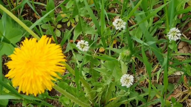 Бальзамины замёрзли!?Что цветёт?!☘️?Заправляем грядки,чем?? смотреть онлайн