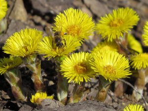Мать и мачеха лечебное действие/Мать и мачеха магические свойства