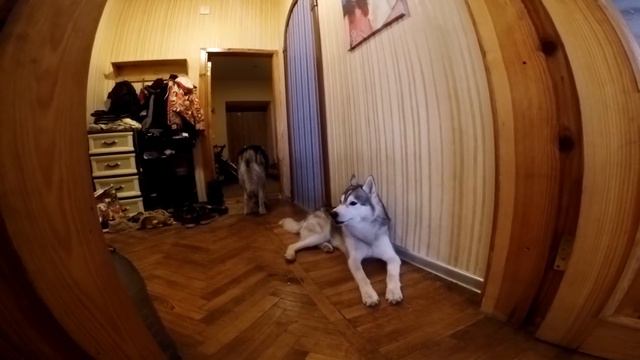 АЛЯСКИНСКИЙ МАЛАМУТ ПОЁТ / Alaskan Malamute singing смотреть онлайн