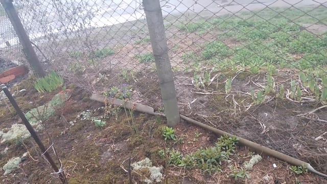 #Планування нових посадок кущів#гортензії#пухироплідник#дерен#вейгели#спіреї#ялівець@всадку Надії 💙 смотреть онлайн