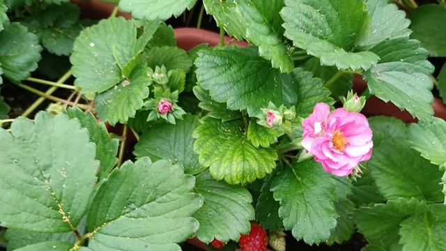 Саммер Бриз Роуз, Саммер Бриз Чери, Фурор, Аня,(25 июня) Земляничная Исландия. смотреть онлайн