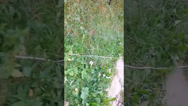 Как Новоселицкие активисты воруют электроэнергию! смотреть онлайн