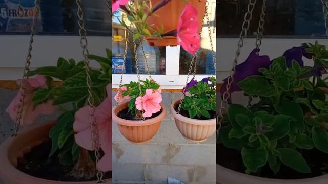 Весна,цветы. смотреть онлайн