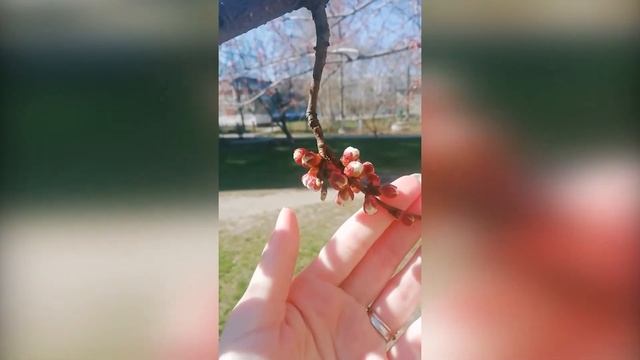 Видео из самоизоляции. Часть 2 смотреть онлайн