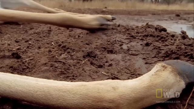 Тигровый питон (лат. Python molurus) смотреть онлайн