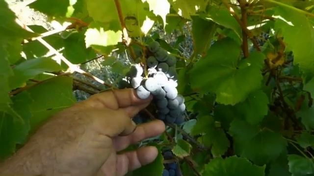 Сорт винограда Юкка. смотреть онлайн