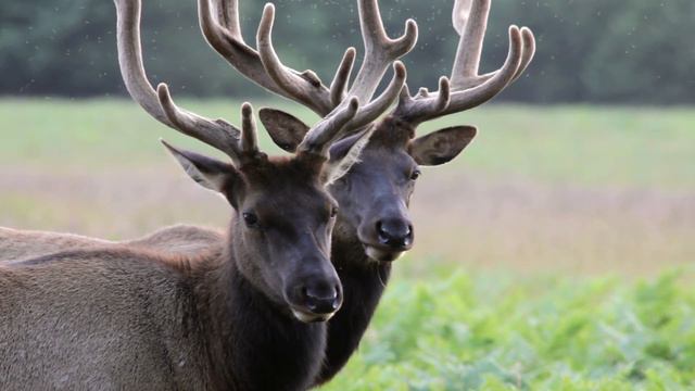 Rewilding Hero's! - Grazers, Engineers, Disrupters and Hunters. Part 1 смотреть онлайн
