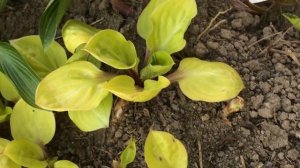 Хоста 'Lemon Snap' #garden #flowers #perennials