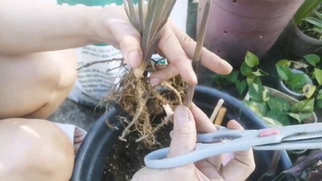 PAANO MAGPROPAGATE, REPOTTING AT CARE TIPS NG CALATHEA?/STEP BY STEP/@MAMSHI V /PART 1 смотреть онлайн