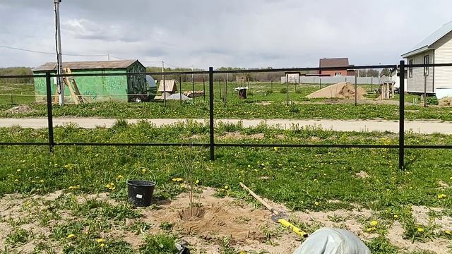 Посадка вишни, крыжовника, жимолости и смородины. смотреть онлайн