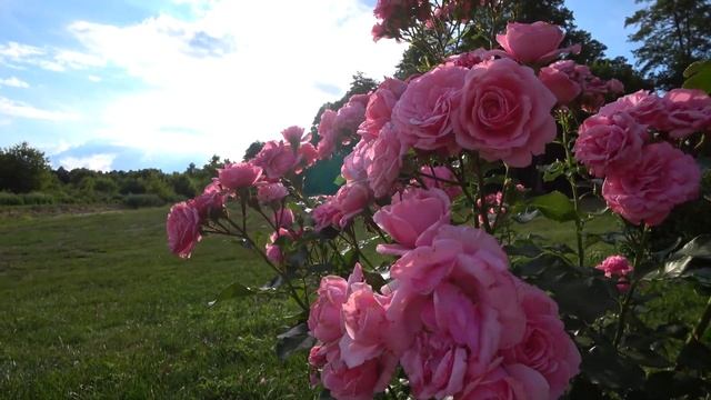 Summer Roses of Keisei Rose Garden 2022. #rose смотреть онлайн