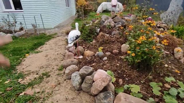 РОЗА И ЛАВАТЕРА ЦВЕТЁТ ! 24 ОКТЯБРЯ 2022 .ЧТО РАСТЁТ НА УЧАСТКЕ И ТЕРРАСЕ . НАШ САД И ВИНОГРАД . смотреть онлайн