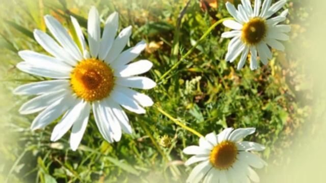 Цветы ромашки! смотреть онлайн