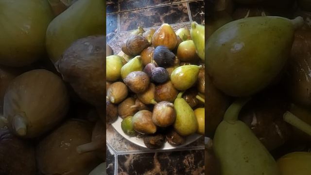 8 октября 2022 г. Инжир - осенний сбор урожая смотреть онлайн