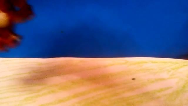 Приключения морской свинки ??? смотреть онлайн