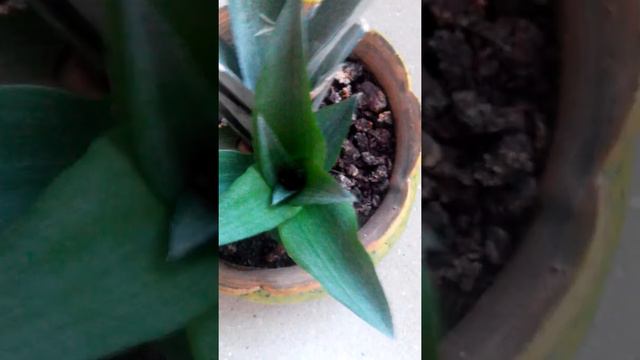 Ананас, Ananas часть 2 смотреть онлайн