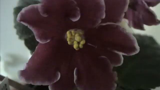 Sweet Violets