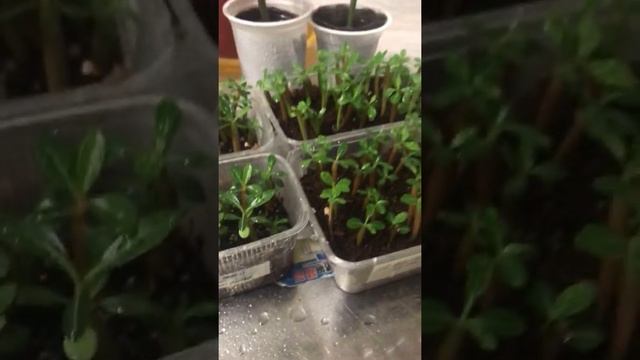 Уход за сеянцами адениума смотреть онлайн