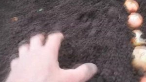 Лук на перо в теплице