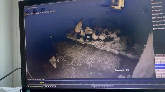 Разорительницы клумбы попали на видео. Смоляне возмущены смотреть онлайн