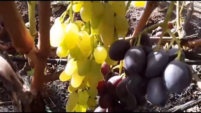 КИШМИШ СТОЛЕТИЕ? смотреть онлайн