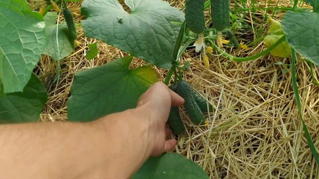 ВТОРОЙ ОБОРОТ ОГУРЦОВ!КОРРЕКТИРОВКА ПИТАНИЯ ДЛЯ ОГУРЦОВ!ЧЕГО ОГУРЦАМ НЕ ХВАТАЕТ! смотреть онлайн