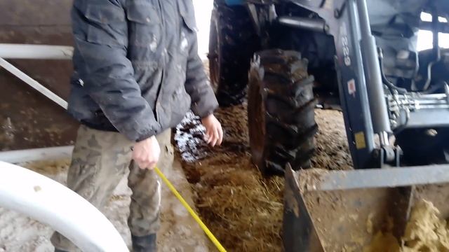 Беспривязь - устройство бокса для коров (в нашем хозяйстве) смотреть онлайн