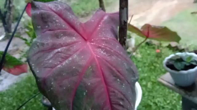 Keladi Hias ( Caladium Red ) смотреть онлайн