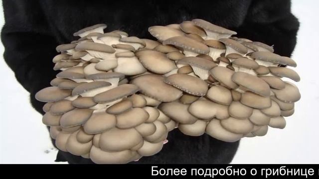 Грибная гармония