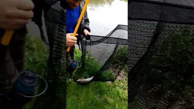 Язь. Рыбалка на Карпа весной. 30 апреля 2022.река Майн. смотреть онлайн