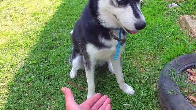 Влог Наизнанку Реалити Шоу -  Хаски блогер #семейныевлоги часть 4