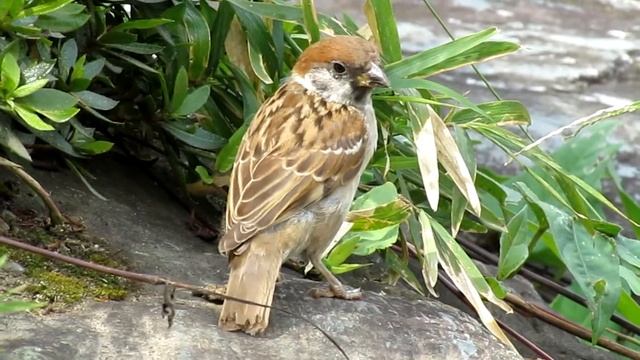 旧安田庭園のカメ - PowerShot SX210 IS - смотреть онлайн