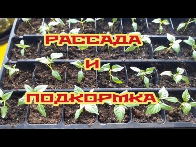 простая подкормка для рассады... смотреть онлайн