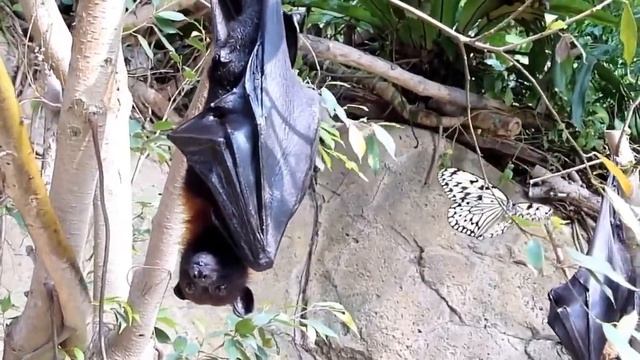 10 Самых Интересных Ночных Животных смотреть онлайн