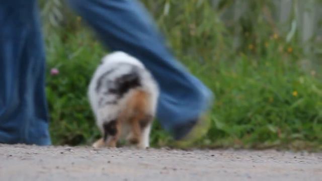 ВИЛА ВИКТОРИ ИЗ ДОМА КОРОЛЁВОЙ