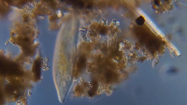 Инфузория туфелька смотреть онлайн