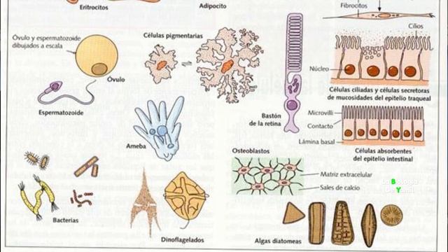 NIVELES de ORGANIZACIÓN INTERNA de los SERES VIVOS | Biología desde Cero смотреть онлайн