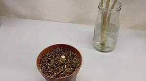 Как омолодить алоказию