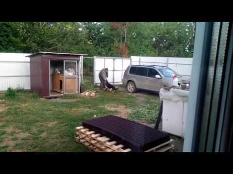 Щенок немецкой овчарки охрана территории смотреть онлайн